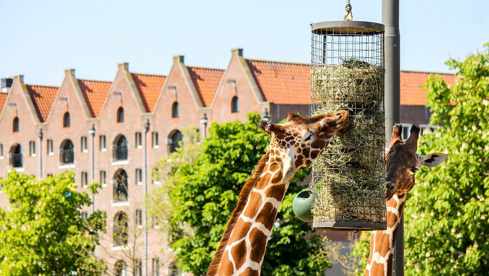 ARTIS-Amsterdam-image-1.jpg