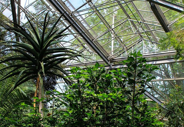 Amsterdam-Hortus-Botanicus-image-1.jpg